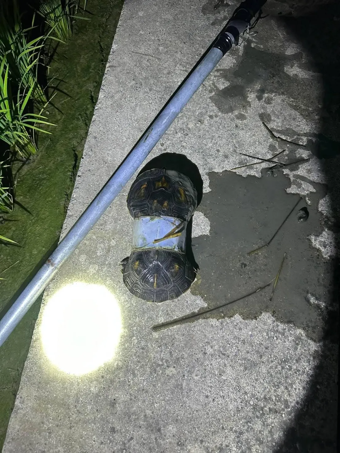 烏龜被塑膠環套住，導致龜殼嚴重變形。（圖／民眾提供）