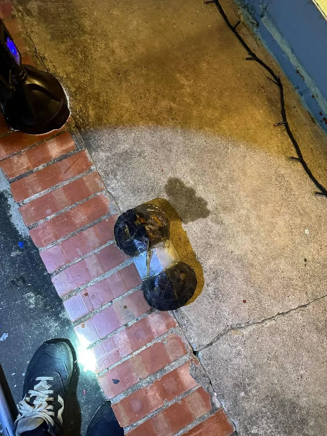 塑膠環疑似為遭人隨手丟棄的保特瓶。（圖／民眾提供）
