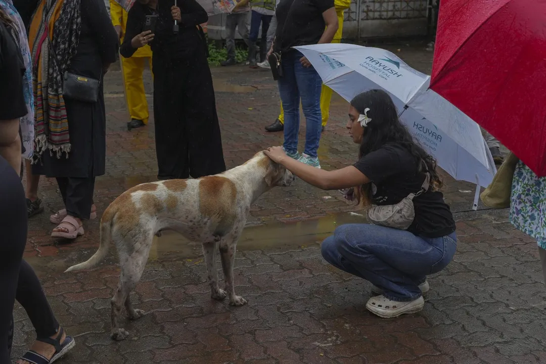 新政策只需替浪犬施打疫苗及絕育，即可放回原地。（圖／美聯社）