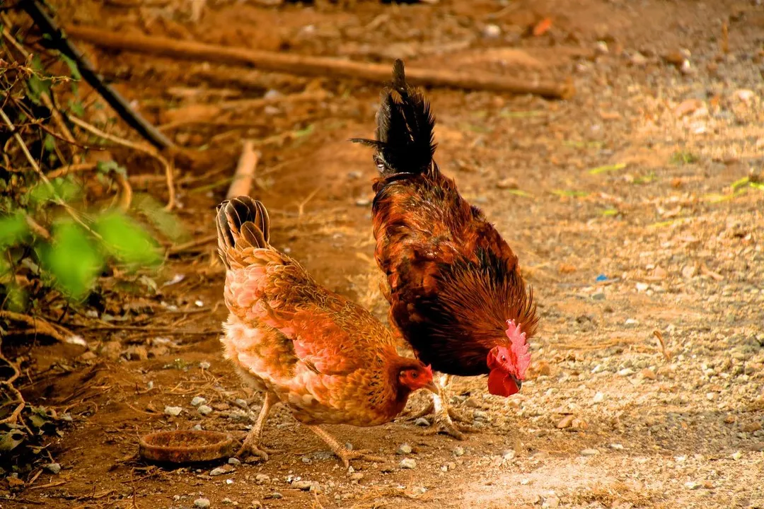 專家表示雞蛋的顏色與雞所吃的飼料成分有關。（示意圖／Pixabay）