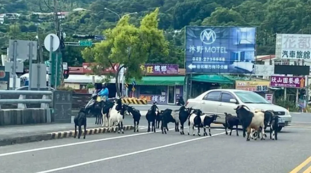 15隻羊擋車道駕駛急煞險釀禍。(圖 /翻攝畫面)