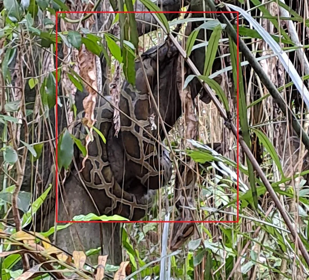 民眾在台北市立動物園發現樹上有巨蟒，甚至沒有玻璃或圍欄隔開。（圖／翻攝自Facebook@爆廢公社）