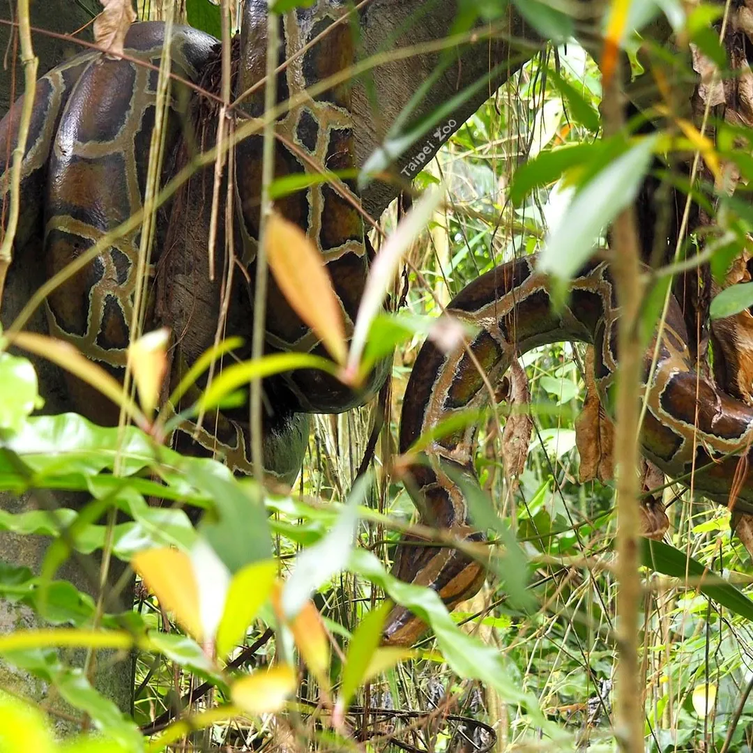 熱帶雨林區樹上逼真的蟒蛇原來是個小明星。（圖／翻攝自Facebook@Taipei Zoo 臺北市立動物園）