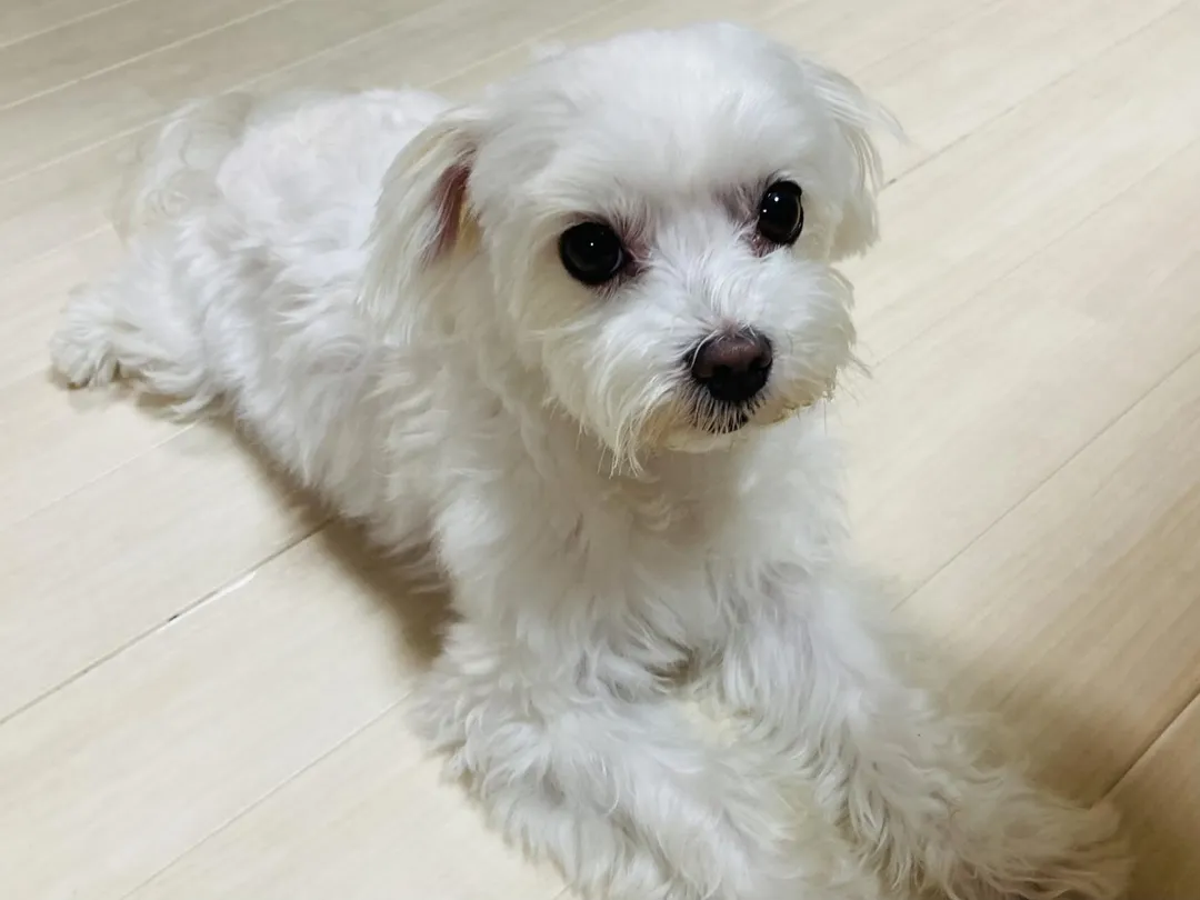 嘉義市一名飼主每年都有帶愛犬施打疫苗，仍被開罰3萬元。（示意圖，非當事寵物／取自photoAC）