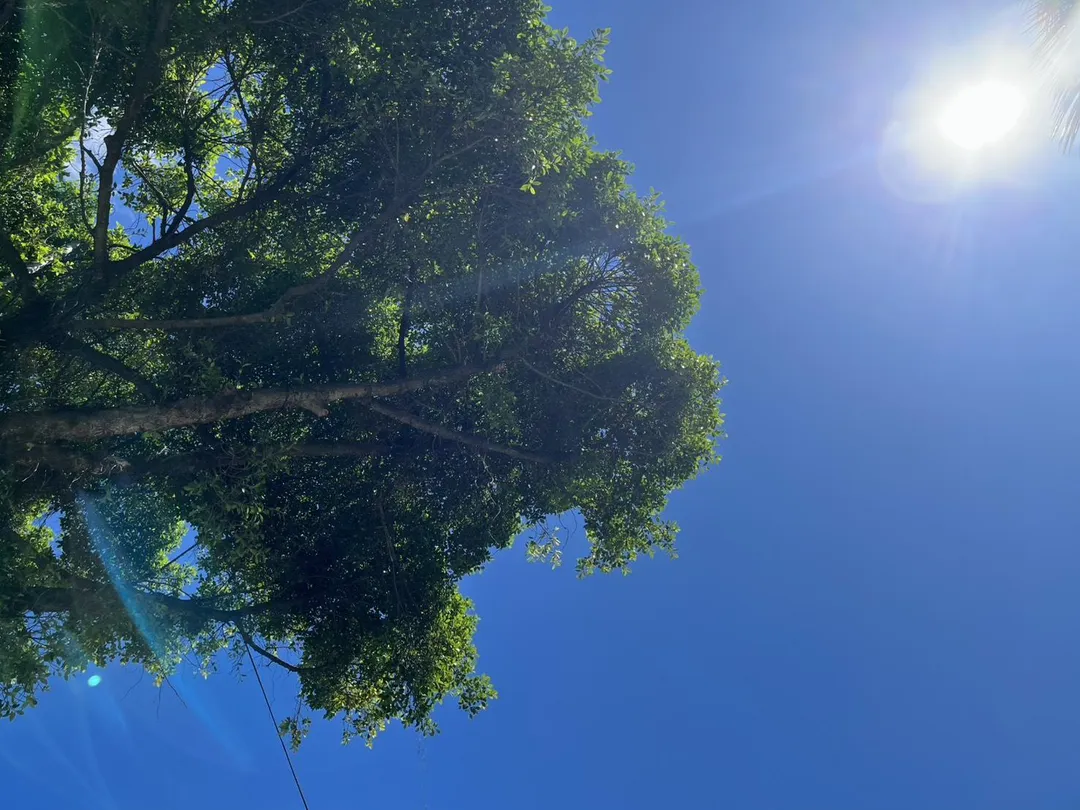 7月7日迎來小暑節氣，民俗專家楊登嵙指出7大禁忌需要小心，4生肖要注意健康運勢不順。（示意圖／中天新聞）
