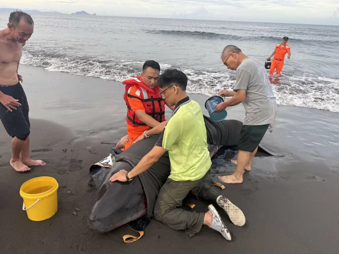 宜蘭蘇澳嶺腳沙灘27日傍晚，小抹香鯨母子擱淺，已由海巡署等單位緊急送往宜蘭動植物防疫急救中心。（圖／翻攝畫面）