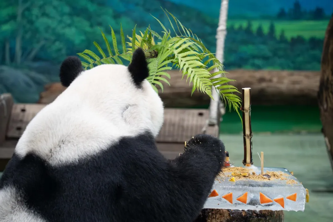 台北市立動物園大貓熊「圓圓」30日歡慶21歲生日。（圖／台北市立動物園提供）