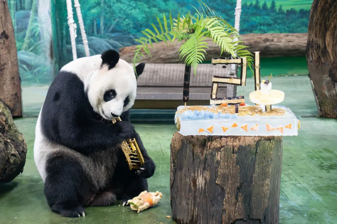 台北市立動物園大貓熊「圓圓」30日歡慶21歲生日。（圖／台北市立動物園提供）