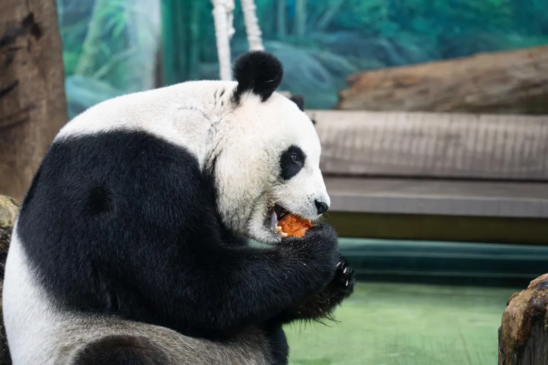 台北市立動物園大貓熊「圓圓」30日歡慶21歲生日。（圖／台北市立動物園提供）