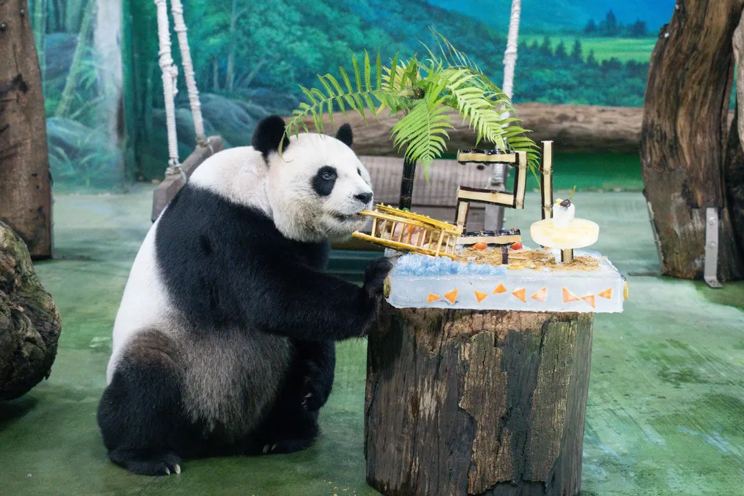 台北市立動物園大貓熊「圓圓」30日歡慶21歲生日。（圖／台北市立動物園提供）