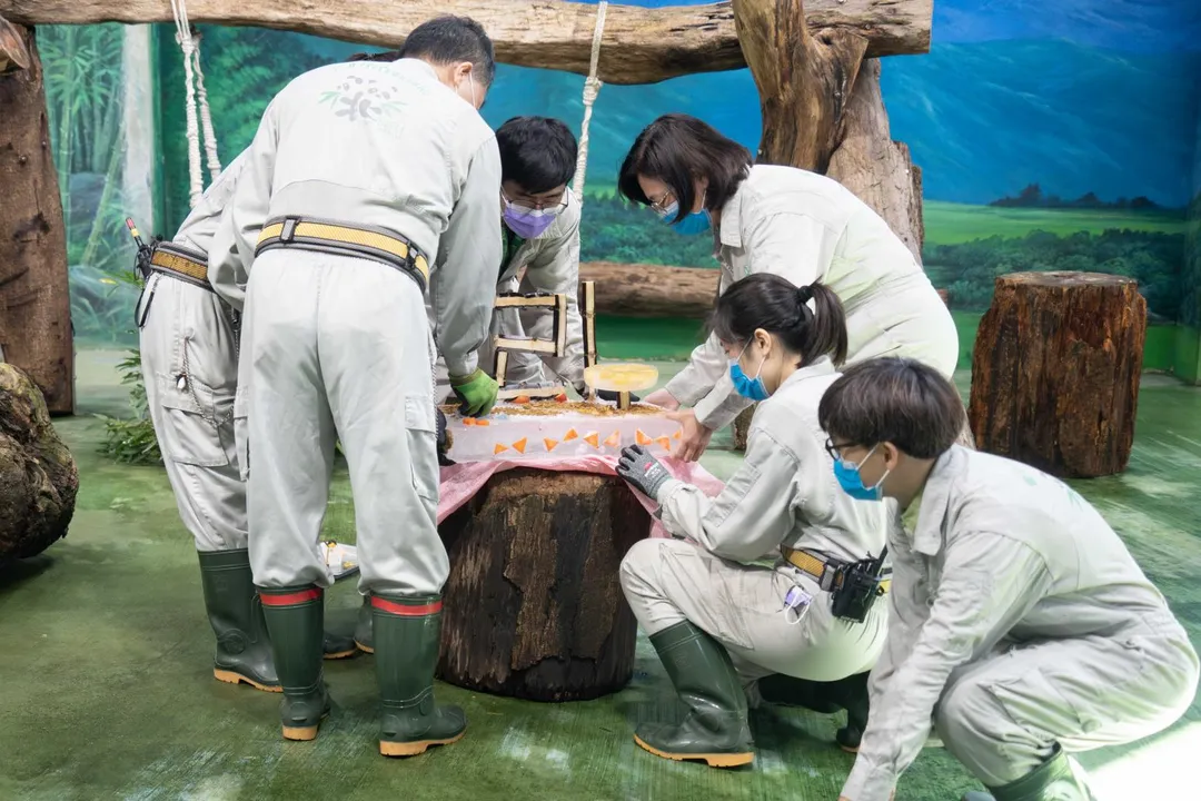台北市立動物園大貓熊「圓圓」30日歡慶21歲生日。（圖／台北市立動物園提供）
