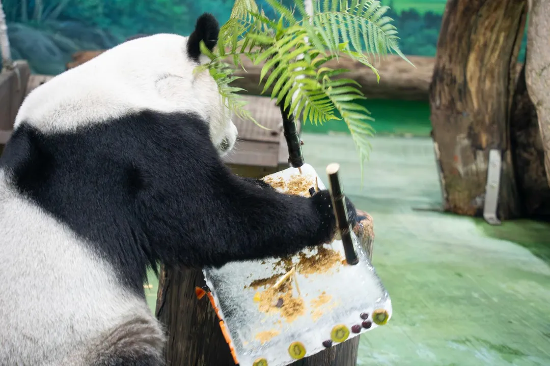 台北市立動物園大貓熊「圓圓」30日歡慶21歲生日。（圖／台北市立動物園提供）
