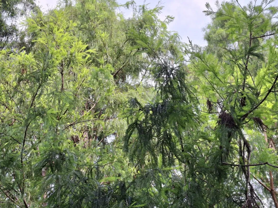 植物雖然是自然環境中不可或缺的一部分，但對過敏患者來說卻可能造成困擾。（圖／嘉義基督教醫院）