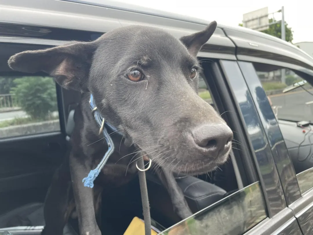 有些犬隻不幸淪為餐食，卻因肉品鑑定程序耗時數天讓當事人逃脫。（圖／中天新聞）