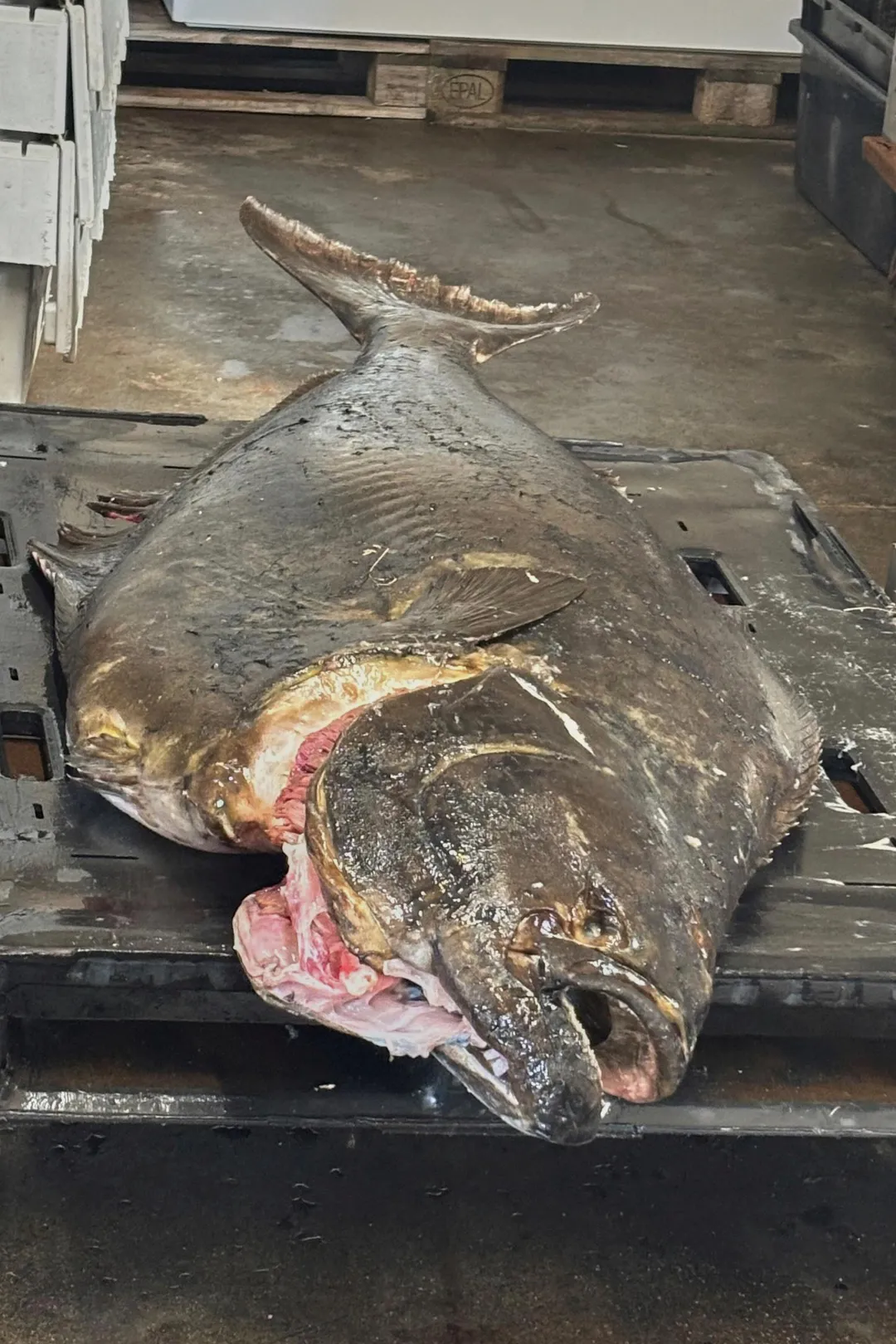 這條魚比身高5呎9吋（約175公分）、重120磅（約54公斤）的德尼奧還要重，在上釣前與德尼奧搏鬥大約30分鐘。（圖／美聯社）