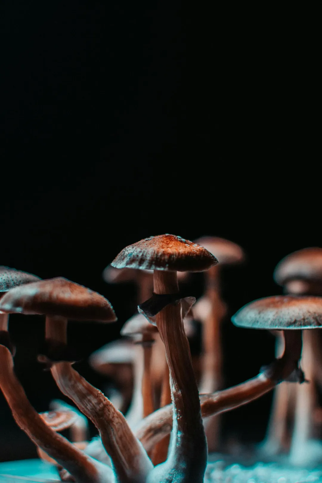 美國傳出登山客誤食野菇出現幻覺。（示意圖／unsplash）
