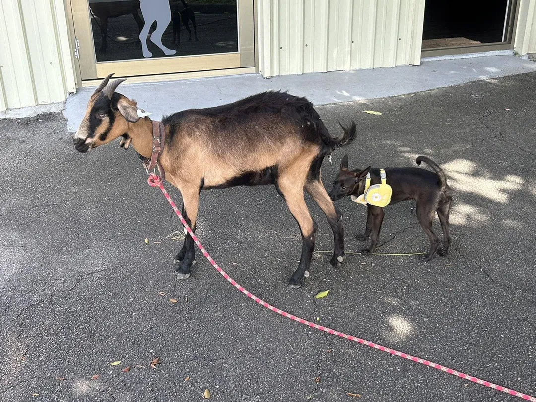 山羊性情溫和常可與其他動物混養。(圖/新北市政府動物保護防疫處提供)