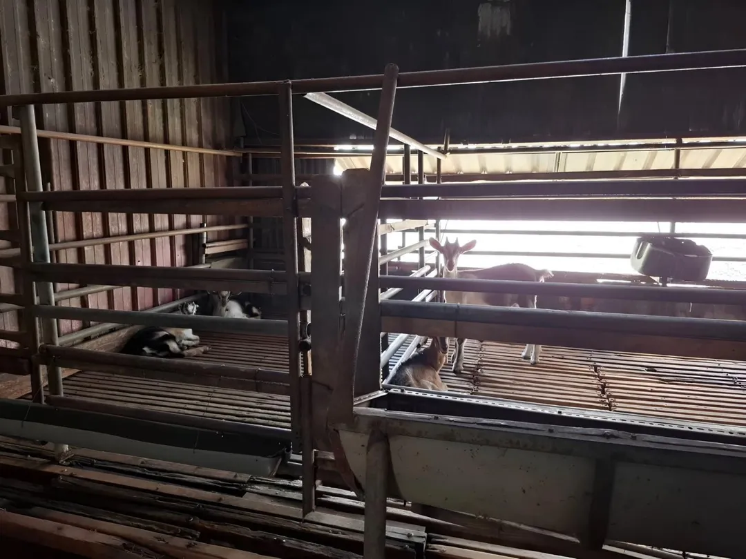 山羊會攀爬飼養環境圍欄需1.5公尺且牢固。(圖/新北市政府動物保護防疫處提供)