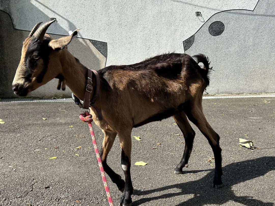 林口區通報山羊體型瘦弱、疑似營養不良。(圖/新北市政府動物保護防疫處提供)