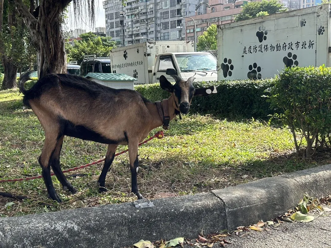 阿爾拜因山羊恢復健康。(圖/新北市政府動物保護防疫處提供)