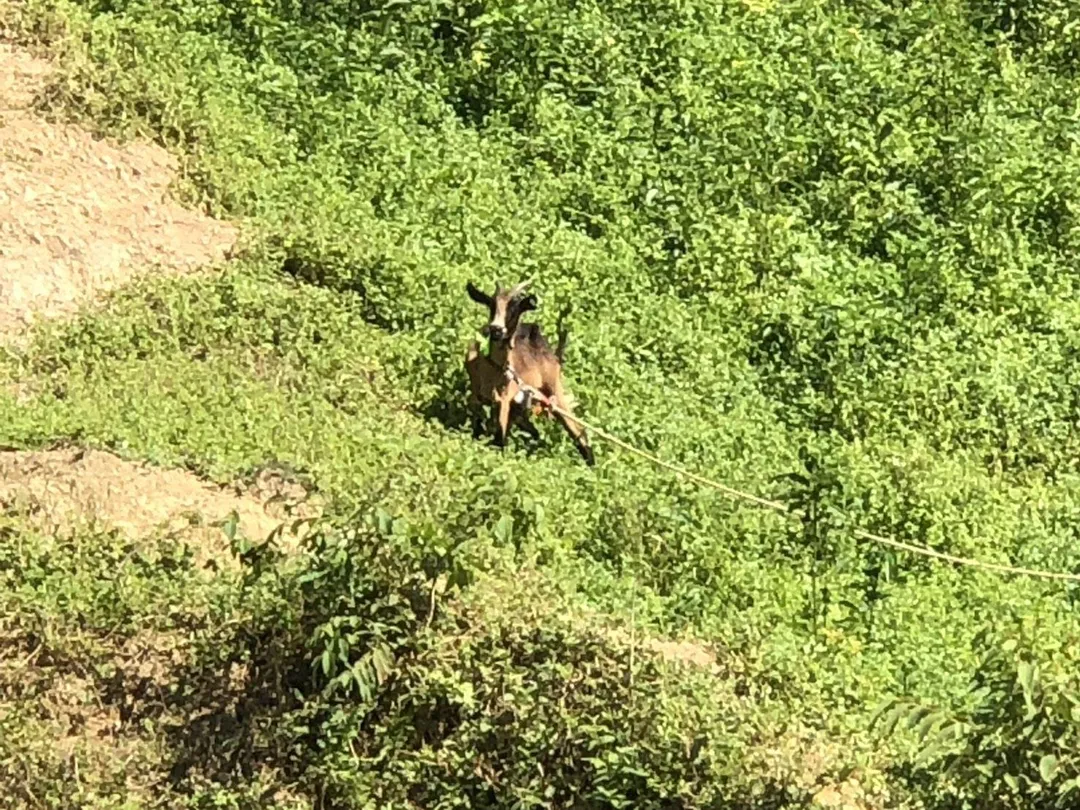 認養畜牧場有寬廣草地。(圖/新北市政府動物保護防疫處提供)
