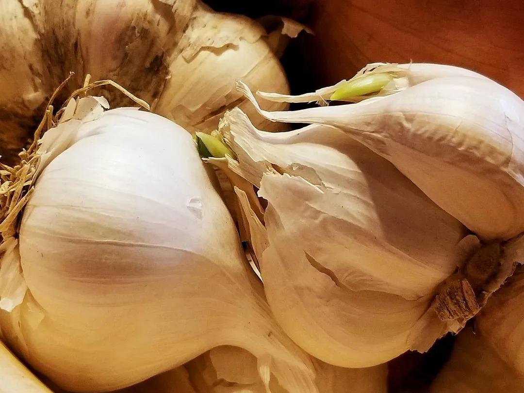 發芽的大蒜具有比新鮮大蒜更強的抗氧化能力，不建議丟棄。（示意圖／Pixabay）