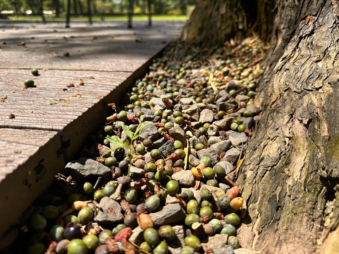 館方提醒,雖然部分落果適合民眾拾取觀賞與栽植,但園區內仍有未知或具風險性的植物,呼籲遊客注意安全,並遵守相關規範。(圖/翻攝畫面)