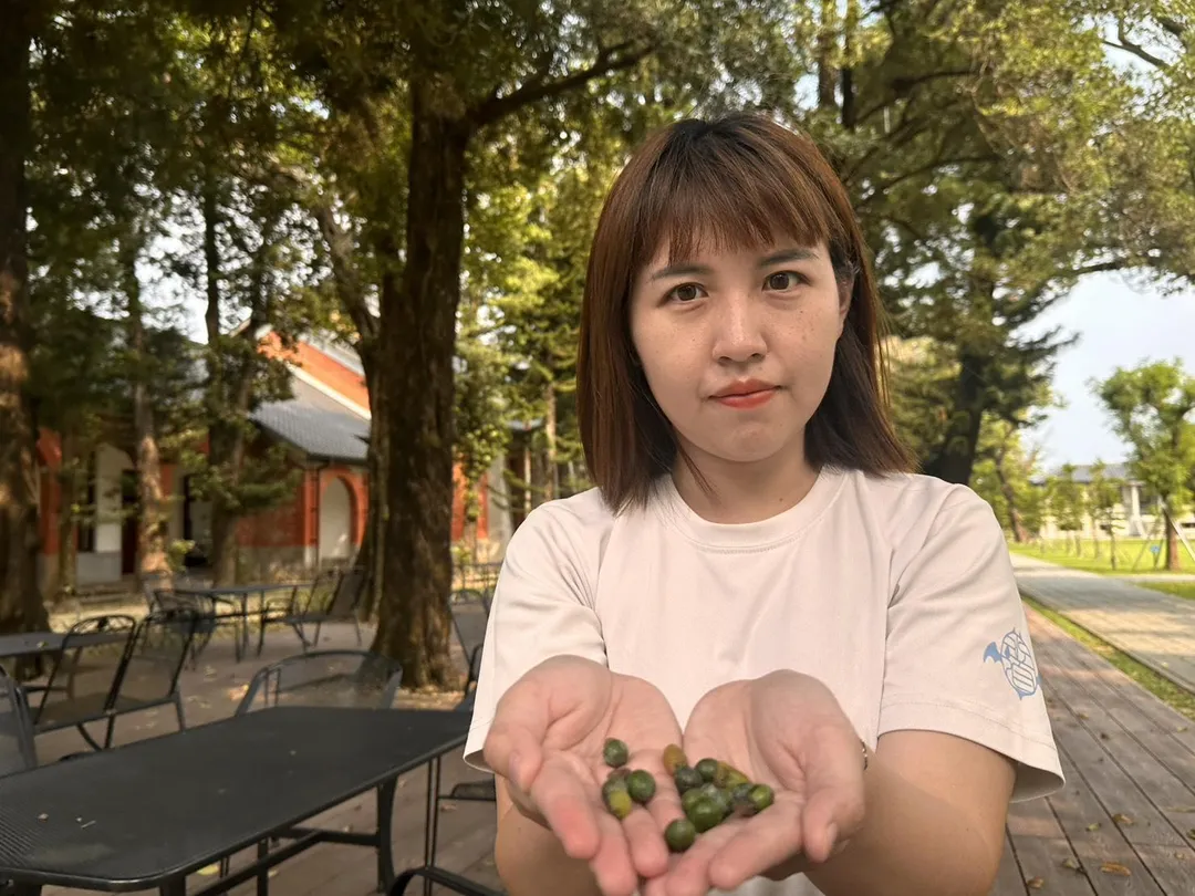 羅漢松屬雌雄異株植物,僅有母株會結果。這些果實外觀形似僧侶「羅漢」的頭與腹,不僅外型討喜,更適合作為育苗來源,常被用作庭園吉祥樹木與盆栽素材。(圖/翻攝畫面)