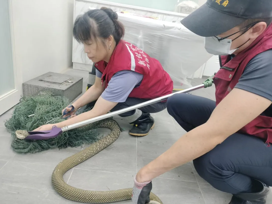 動保員同心協力將蛇救出。（圖／動保處）