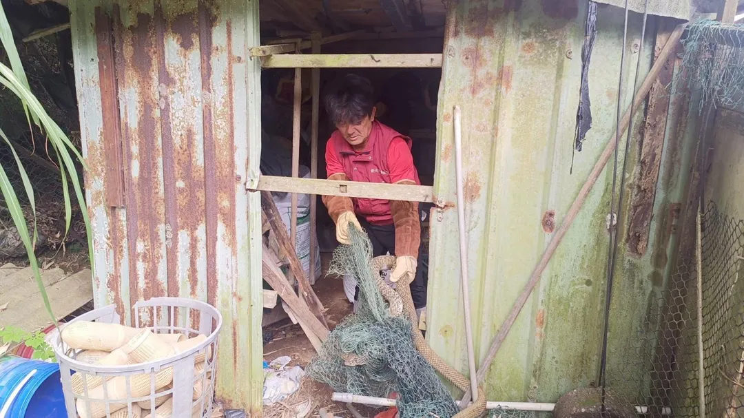 動保人員從鐵皮屋救出臭青母。（圖／動保處）