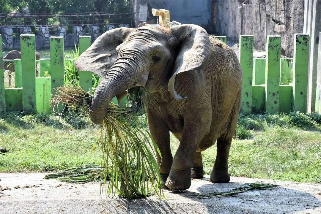 壽山動物園的老大象「阿里」。（圖／取自壽山動物園網站）