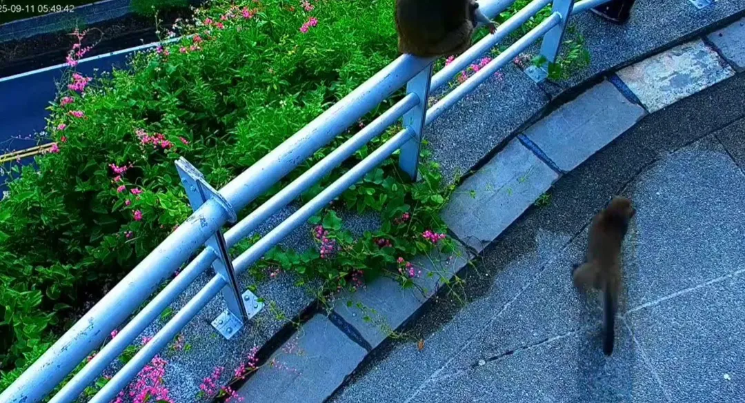 曾文水庫「鏡頭君」遭巴頭。（圖／翻攝自臉書／西拉雅國家風景區管理處）