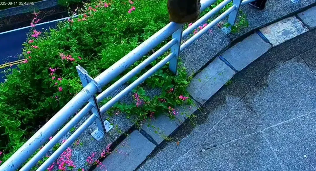曾文水庫「鏡頭君」遭巴頭。（圖／翻攝自臉書／西拉雅國家風景區管理處）