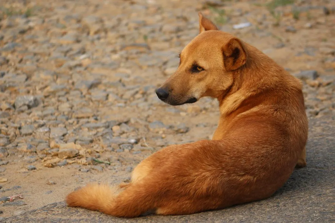 泰國爆發狂犬病疫情。(示意圖/PIXABAY)
