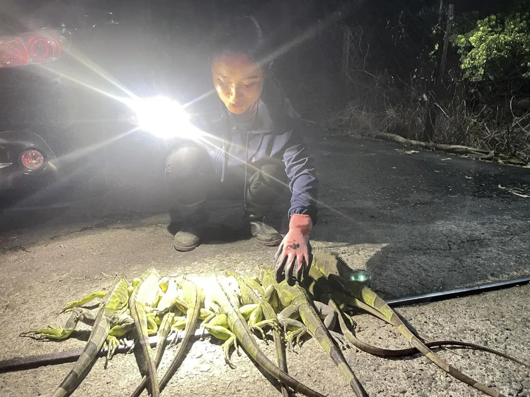 屏東萬丹地區面臨嚴重的綠鬣蜥危害問題,在紅豆播種季節即將到來之際,縣議員洪宗麒服務處再度組織「獵龍小組」因應。(圖/翻攝自屏東縣議員 洪宗麒)