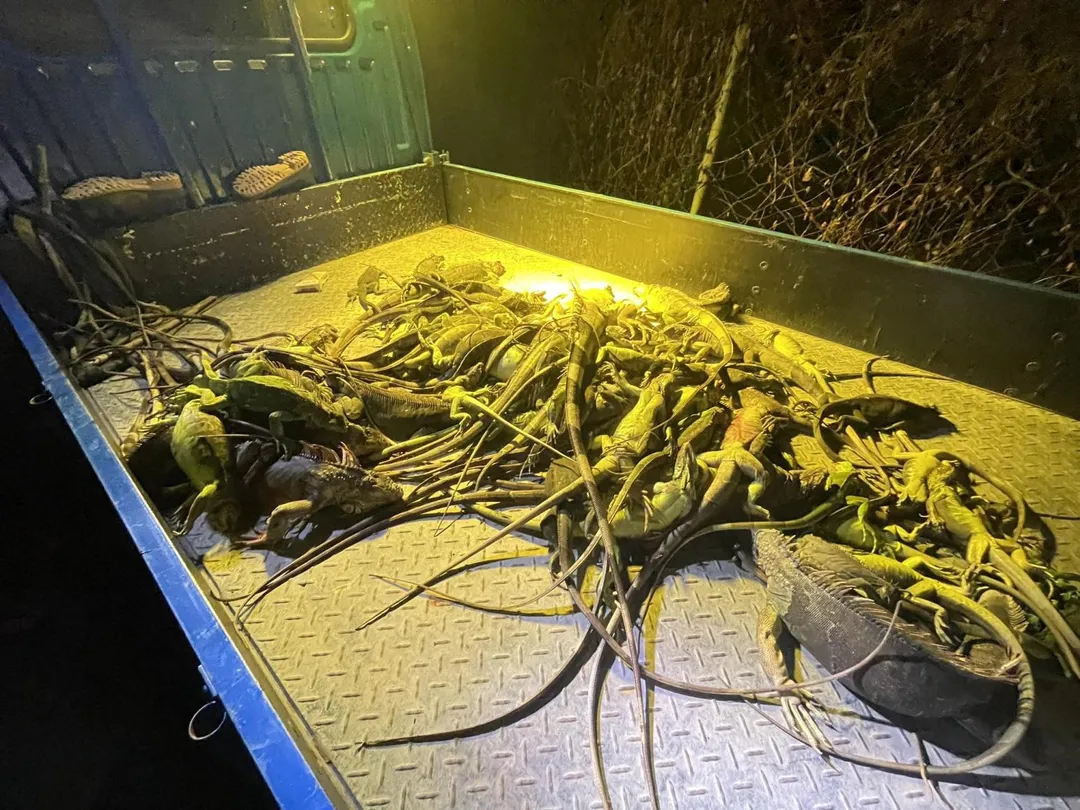 屏東萬丹地區面臨嚴重的綠鬣蜥危害問題,在紅豆播種季節即將到來之際,縣議員洪宗麒服務處再度組織「獵龍小組」因應。(圖/翻攝自屏東縣議員 洪宗麒)