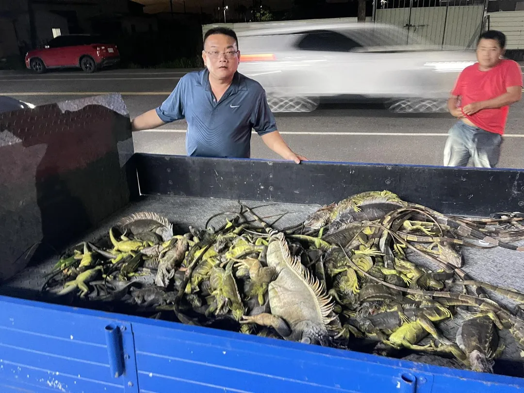 屏東萬丹地區面臨嚴重的綠鬣蜥危害問題,在紅豆播種季節即將到來之際,縣議員洪宗麒服務處再度組織「獵龍小組」因應。(圖/翻攝自屏東縣議員 洪宗麒)