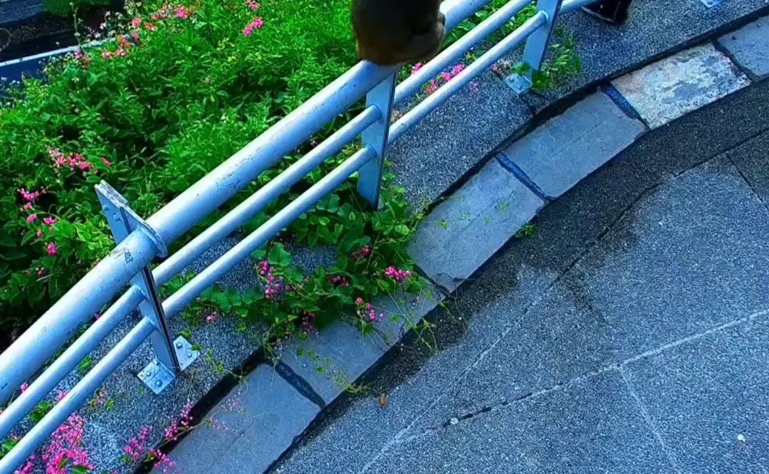 鏡頭君捕捉到猴子身影。（圖／翻攝自西拉雅國家風景區管理處臉書）