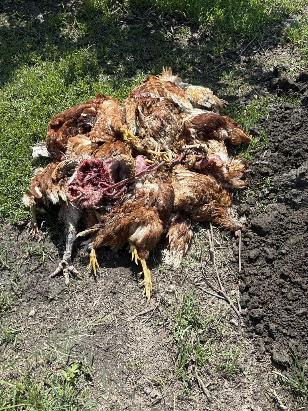 現場都是被咬死的雞屍。（圖／民眾提供）