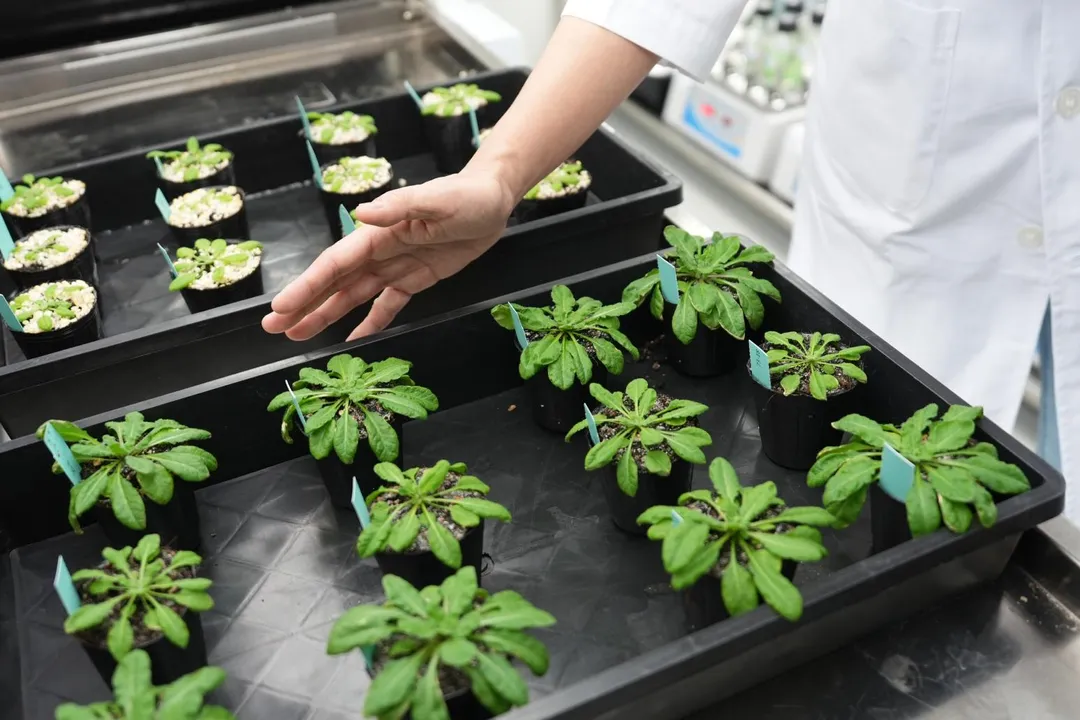 透過不同實驗設計蒐集數據，研究觀察雙固碳循環對植物的影響。（圖／中央研究院）