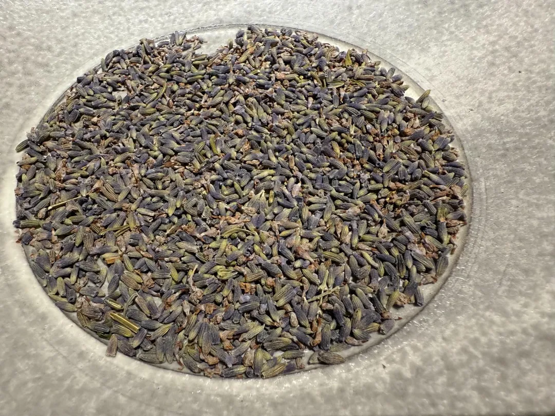 底下鋪滿香氣撲鼻的薰衣草花籽。(圖/黃宏輝提供)