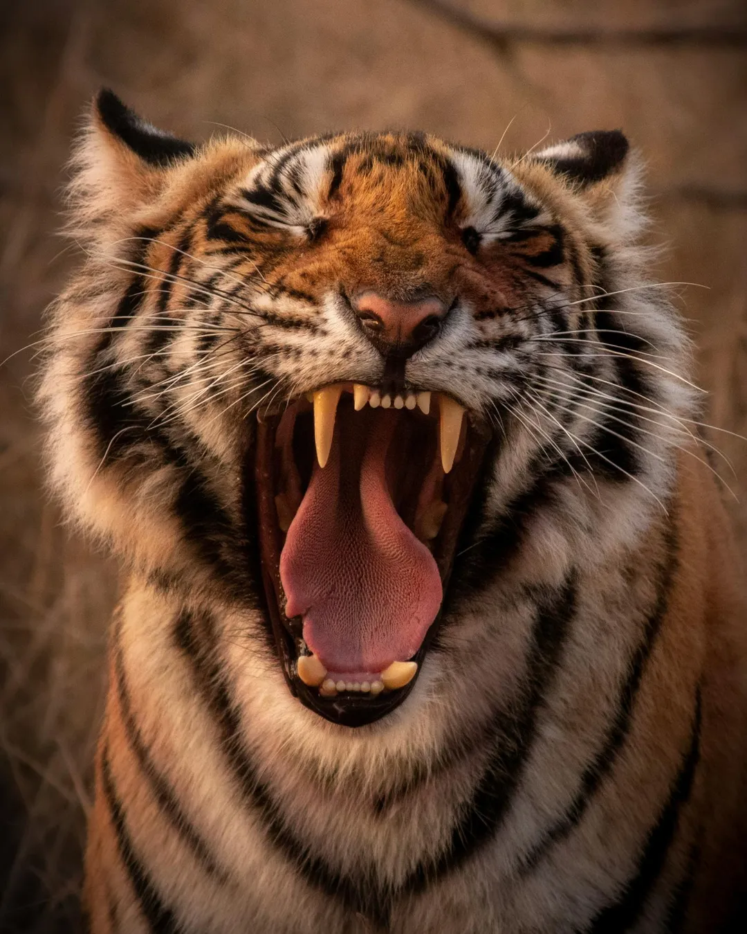 美國傳出馴虎師遭老虎咬死事件。(示意圖/unsplash)