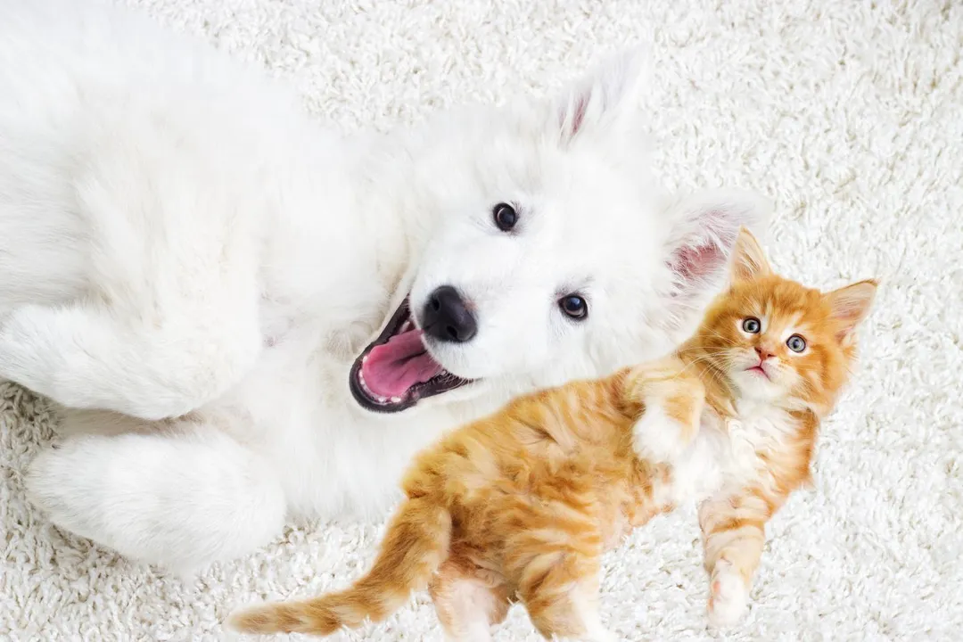 高齡犬貓面臨老化、失能、失智,形成龐大寵物照護商機。(圖/仁德醫專提供)