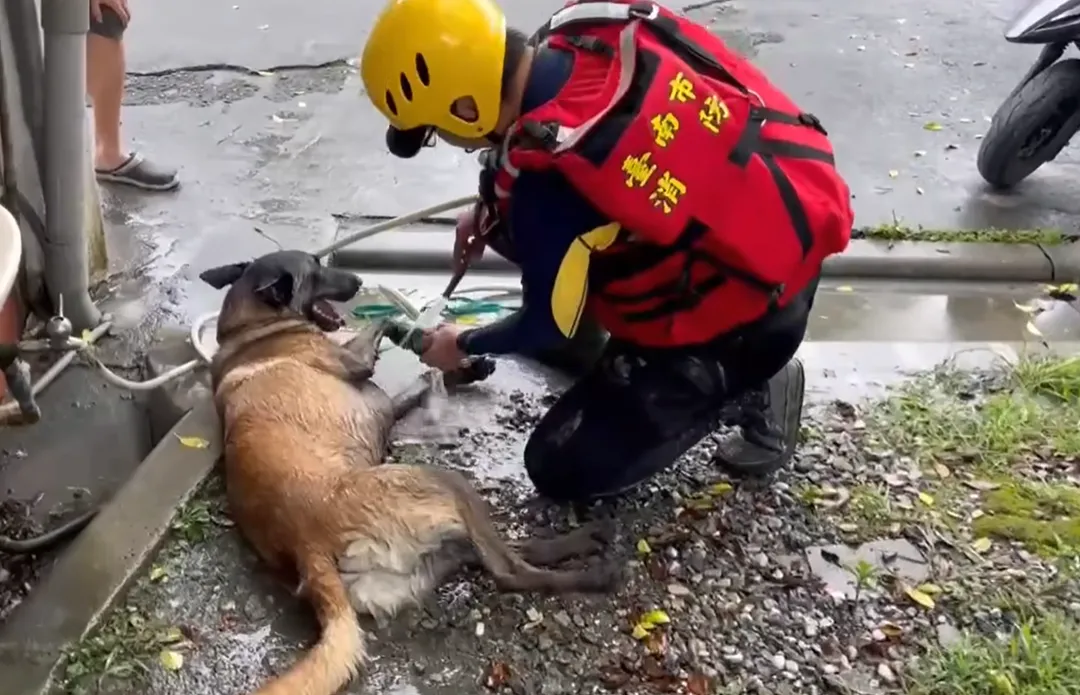 搜救犬Dota完成一段任務後都要清洗腳長。（圖／翻攝自黃偉哲臉書）