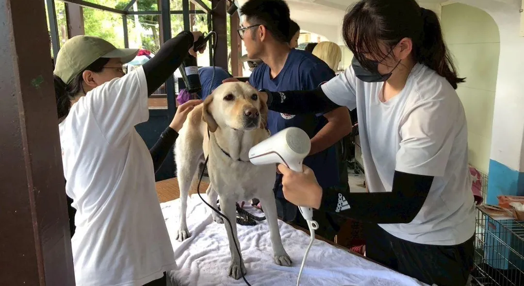 搜救犬Hero與Fancy在光復鄉堰塞湖災後第一時間投入救援。（圖／花蓮縣消防局提供）