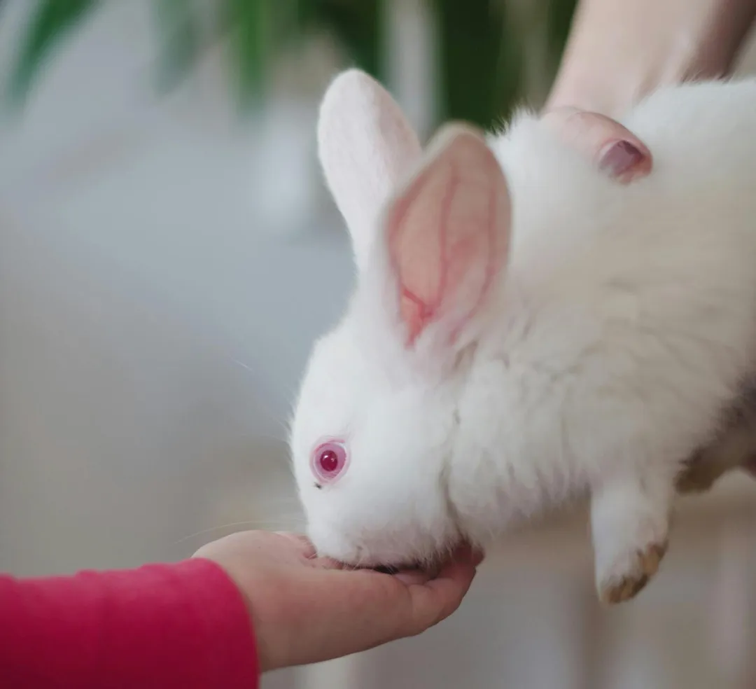 如果飼養兔子的人沒有善待兔子，中秋節時可能會被月宮的玉兔知道。（示意圖／取自pexels）