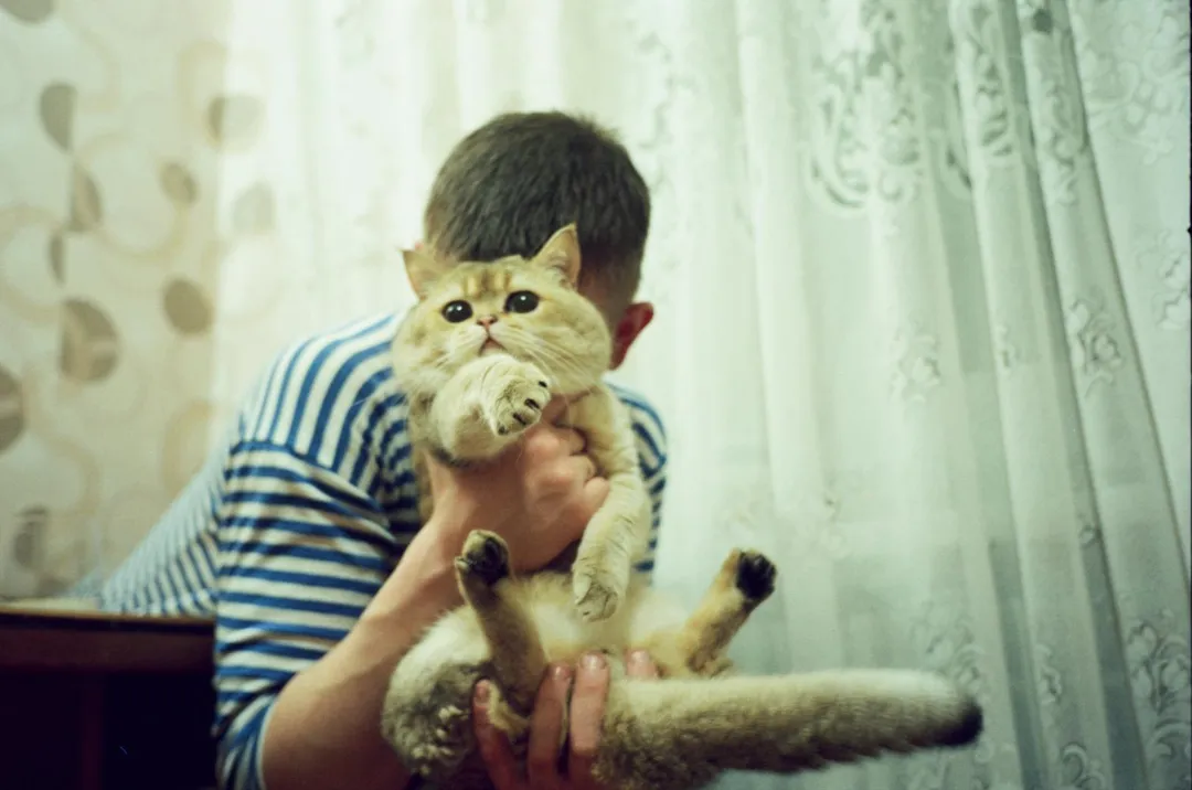眼弓蛔蟲病主要為與貓狗親密接觸所致，但臨床少見。（示意圖／unsplash）