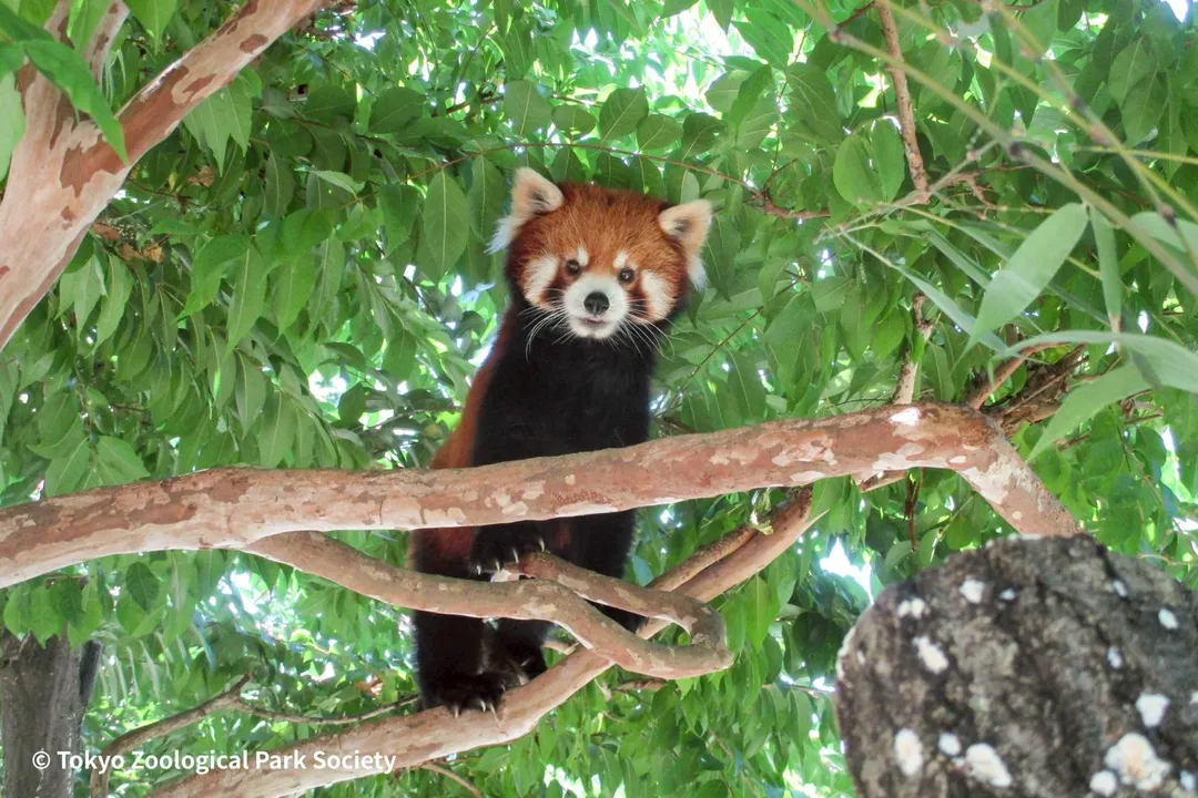 小貓熊資料照。（圖／台北市立動物園提供）