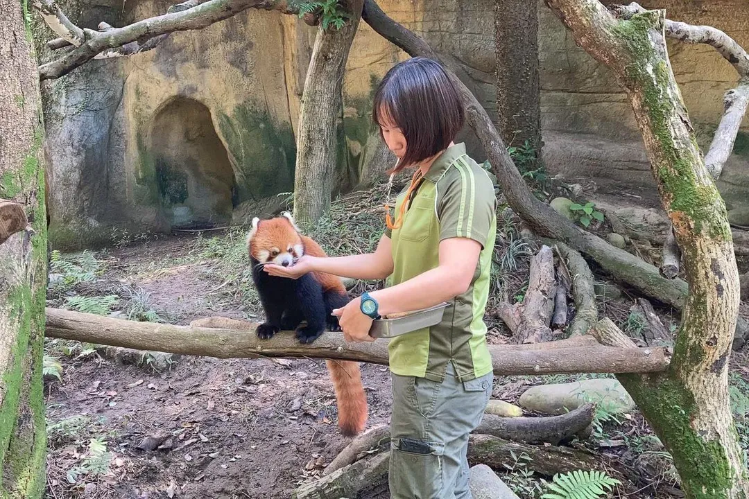 日本多摩動物園於10月2日清晨傳出噩耗,2024年4月從台灣移居該園的小貓熊「可頌」不幸病逝。(圖/台北市立動物園提供)