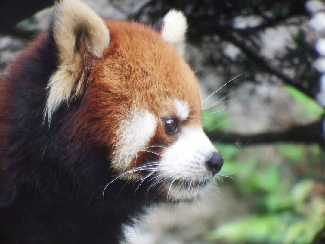 小貓熊資料照。（圖／台北市立動物園提供）